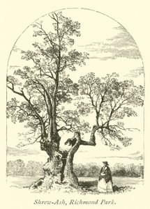 Ryjówka Ash, Richmond Park autorstwa English School