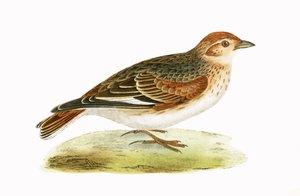 Skowronek syberyjski, ilustracja z „Historii ptaków Europy nieobserwowanej na wyspach brytyjskich” Charlesa Roberta Bree (1811-86), opublikowana w 1867 (kolor lito) autorstwa English School