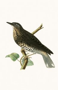 Drozd syberyjski, ilustracja z „Historii ptaków Europy nieobserwowanej na wyspach brytyjskich” Charlesa Roberta Bree (1811-86), opublikowana w 1867 r.