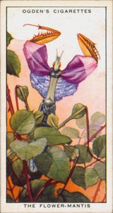 Kolory sygnalizujące agresję, Owady, Kwiat-Mantis (kolorowa litografia) autorstwa English School