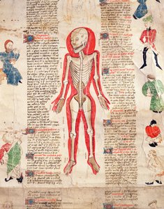 Szkielet, z De arte phisicali e de cirugia autorstwa Johna Ardene, 1412 autorstwa English School
