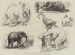 Szkice słonia afrykańskiego Jumbo w ogrodach zoologicznych (lito) autorstwa English School