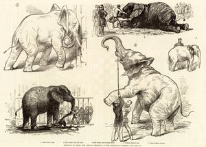 Szkice Jumbo, słoń afrykański, w ogrodach zoologicznych autorstwa English School