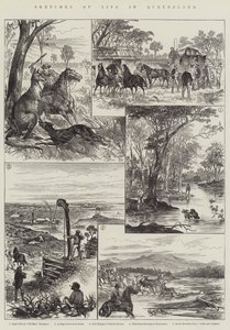 Szkice z życia w Queensland (grafika) autorstwa English School