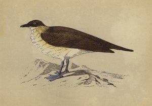 Skua (kolorowa litografia) autorstwa English School