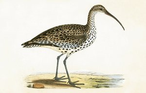 Нарийхан Биллед Кёрлью, Чарльз Роберт Бригийн (1811-86) "Британийн арлуудад ажиглагдаагүй Европын шувуудын түүх" номын зураг, 1867 онд хэвлэгдсэн.