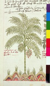 Sloane 4013 f.5v Palma daktylowa z „Opisów roślin indyjskich” autorstwa English School