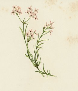 Marzanka mała, Asperula Cynanchica (kolor lito) autorstwa English School