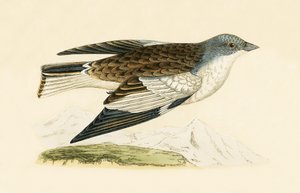 Dziwonia śnieżna, ilustracja z „Historii ptaków Europy nieobserwowanej na wyspach brytyjskich” Charlesa Roberta Bree (1811-1886), opublikowana w 1867 r.