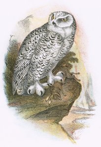 Śnieżna sowa