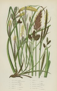 Soft Brown Carex, Bracteated Marsh Carex, Close-headed Alpine Carex, Hoary Carex, Black Carex … (kolor litho) autorstwa English School