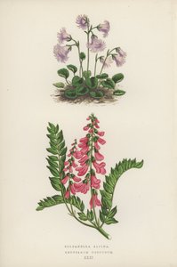 Soldanella Alpina; Hedysarum Obscurum (litografia kolorowa) autorstwa English School