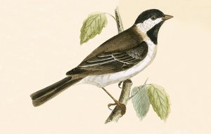 Sombre Tit, ilustracja z „Historii ptaków Europy nieobserwowanych na wyspach brytyjskich” Charlesa Roberta Bree (1811-86), opublikowana w 1867 r. autorstwa English School