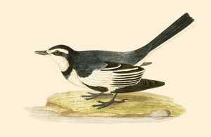 Pliszka posępna, ilustracja z „Historii ptaków Europy nieobserwowanych na wyspach brytyjskich” Charlesa Roberta Bree (1811-86), opublikowana w 1867 r. autorstwa English School