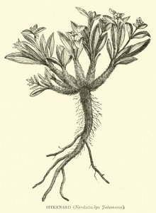Spikenard, Nardostachys Jatamansi autorstwa English School