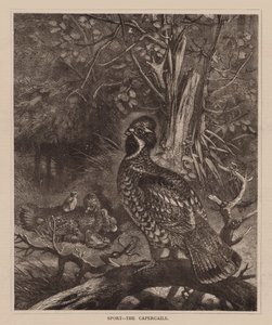 Sport, The Capercaile (grawerunek) autorstwa English School