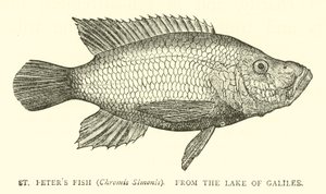 Ryba św. Piotra (Chromis Simonis), z Jeziora Galilejskiego autorstwa English School