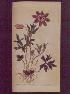 Anemone gwiaździste (Anemone hortensis), płyta 123 z „The Botanical Magazine” Williama Curtisa (lub „Flower Garden Displayed”), wyd. 1789-90 (grawerowanie) autorstwa English School