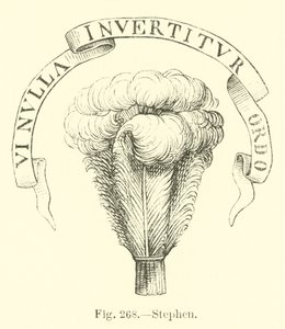 Stephen autorstwa English School