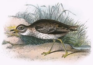 Kamienny Curlew autorstwa English School