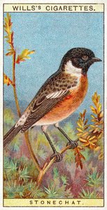 Stonechat autorstwa English School