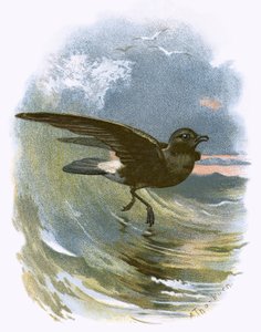 Burza Petrel autorstwa English School