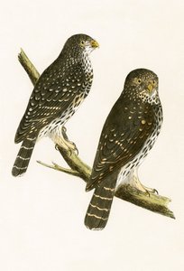 Strix Pusilla, ilustracja z „Historii ptaków Europy nieobserwowanej na wyspach brytyjskich” Charlesa Roberta Bree (1811-86), opublikowana w 1867 r. autorstwa English School