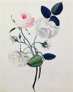 Studium białych i różowych róż, ok. 1820 (akwarela na papierze) autorstwa English School
