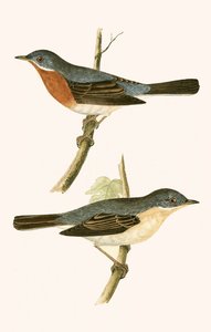 Wodniczka alpejska, ilustracja z "A History of the Birds of Europe Not Observed in the British Isles" autorstwa Charlesa Roberta Bree (1811-86), opublikowana w 1867 r. autorstwa English School