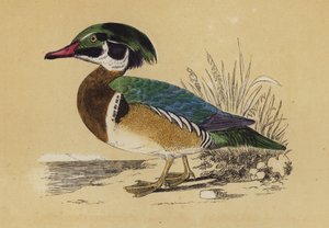 Summer Duck (kolorowa litografia) autorstwa English School