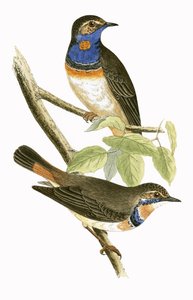 Szwedzka pokrzewka błękitnogardła, ilustracja z „Historii ptaków Europy nieobserwowanej na wyspach brytyjskich” Charlesa Roberta Bree (1811-86), opublikowana w 1867 r.