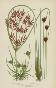 Cyperus słodki, Cyperus brunatny, Czarna gorączka bagienna (kolor lito) autorstwa English School