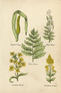 Sweet Flag, Flux Weed, Male Fern, Golden Rod, Sciatica Cress (kolorowa litografia) autorstwa English School