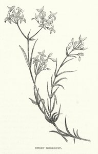 Sweet Woodruff (grawerunek) autorstwa English School