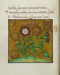 Symbole rodziny królewskiej, ilustracja do „Wierszy o koronacji króla Anglii Henryka VIII i królowej Katarzyny Aragonii, autorstwa Sir Thomasa More autorstwa English School