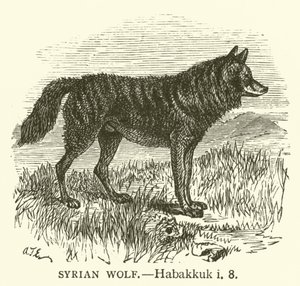Wilk syryjski, Habakuk, i, 8 (rycina) autorstwa English School