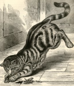 Kot tabby skaczący na mysz autorstwa English School