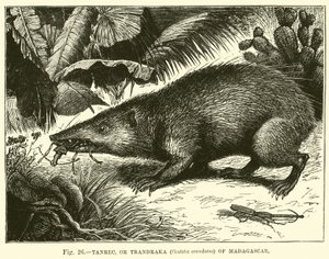Tanrec lub Trandraka (Centetes ecaudatus) z Madagaskaru autorstwa English School
