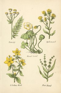 Tansey, Spikenard, Szczaw zajęczy, Dziurawiec, Bur Reed autorstwa English School