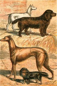 Terier, Spaniel, Chart i King Charles Spaniel autorstwa English School