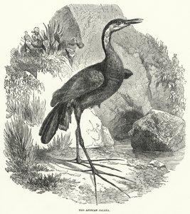 Jacana afrykańska (rycina) autorstwa English School