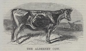 Krowa Alderney (rycina) autorstwa English School