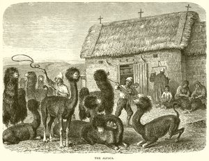 Alpaka autorstwa English School