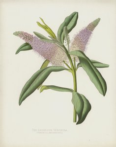 Veronica Anderson, Veronica Andersonii autorstwa English School