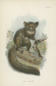 Aye-Aye autorstwa English School
