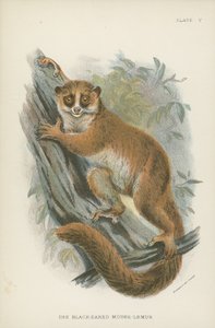 Czarnoucha Mysz-Lemur autorstwa English School