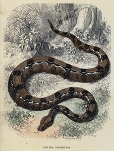Boa Constrictor (kolorowy grawerunek) autorstwa English School