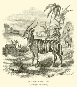 Antylopa Bongo, Trogelaphus albo-virgatus (grawerowanie) autorstwa English School