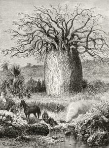 Drzewo butelkowe, z „Australian Pictures” Howarda Willoughby’ego, opublikowane przez religijne Towarzystwo Traktowe, Londyn, 1886 autorstwa English School