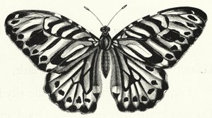 Motyl (grawerunek) autorstwa English School